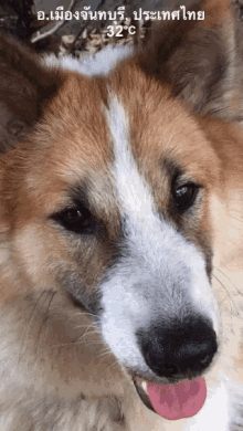 a close up of a brown and white dog with its tongue hanging out and a temperature of 32 degrees celsius