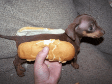 a person is holding a half eaten hot dog on a dachshund