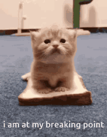 a kitten is sitting on a piece of bread with the words i am at my breaking point written below it .