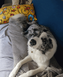 a dog laying on a blanket next to a yellow pillow