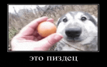 a husky dog is looking at a person holding an egg .