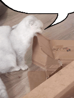 a white cat looking at a cardboard box with a speech bubble in the background