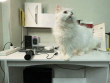 a white cat standing on a desk in front of a box that says ipad