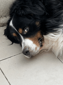 a black brown and white dog laying down on the floor