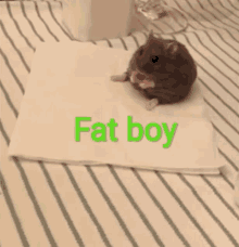 a hamster is sitting on a napkin with fat boy written on it