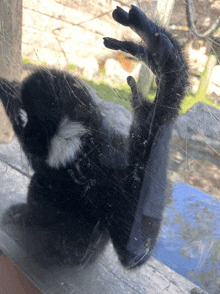 a close up of a monkey 's paw behind a glass door