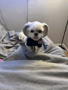 a small white dog wearing a blue shirt with a paw tag