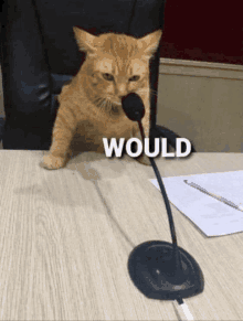 a cat is sitting at a table with a microphone and the word would is on the bottom