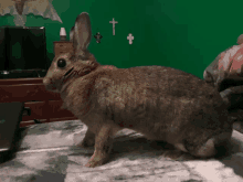 a small brown rabbit standing on a bed in front of a green wall with crosses on it