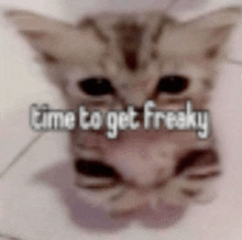 a close up of a kitten with the words `` time to get freaky '' written above it .