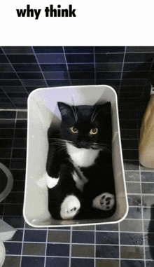 a black and white cat is sitting in a white trash can