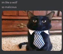 a black cat is wearing a blue and white tie