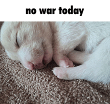 a white puppy is sleeping on a carpet with the words no war today above it