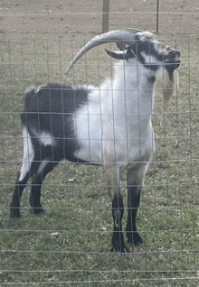 a black and white goat standing behind a fence