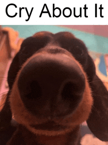 a close up of a dachshund 's nose with the words cry about it below it