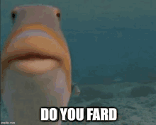 a fish is looking at the camera with the words `` do you fard '' written on it .