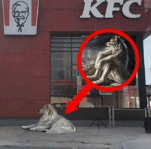 a dog is laying in front of a kfc building