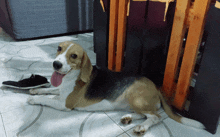 a brown and white dog laying on the floor with its tongue out