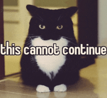 a black and white cat with the words " this cannot continue " below it