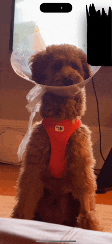 a small brown dog wearing a cone around its head