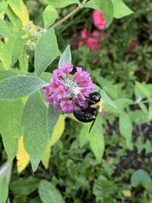 a bee sits on a purple flower with green leaves