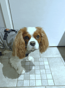 a small brown and white dog wearing a jacket and harness looks at the camera