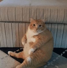 an orange and white cat is sitting on a couch looking at the camera