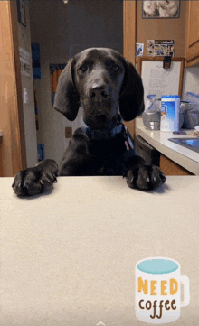 a dog sitting on a counter with a mug that says need coffee on it