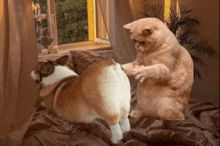 a cat and a dog are playing on a bed in front of a window