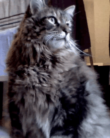 a close up of a cat 's face with a blurred background