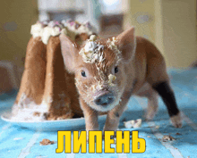 a pig with a cake on its head is standing in front of a plate that says " липень " on it