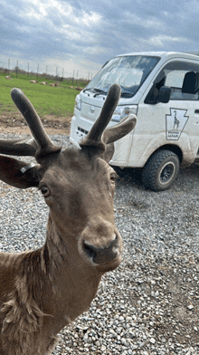 a deer is standing in front of a white truck that says safari on the side