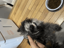 a small black and white dog is being held by a person in front of a bowl of dog food