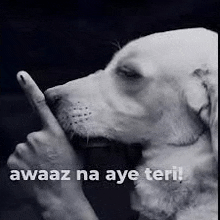 a black and white photo of a dog making a silence sign with its finger .