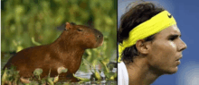 a capybara and a man wearing a nike headband