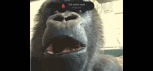 a gorilla with its mouth open and a notification that says tih nacin rada