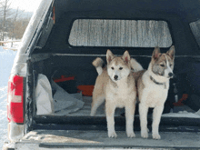 two dogs are standing in the back of a truck in the snow