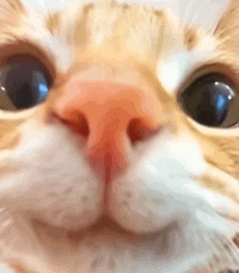 a close up of a cat 's nose with its eyes visible