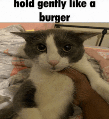 a gray and white cat is being held in someone 's arms with a caption that says hold gently like a burger