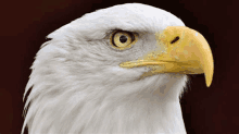 a close up of a bald eagle 's head with a yellow beak and yellow eyes .