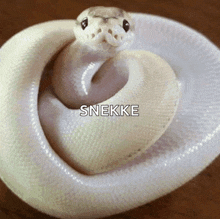 a close up of a white snake with the word snekke below it