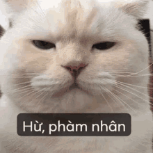 a close up of a white cat with a sticker on its face that says `` hu , phạm nhân '' .