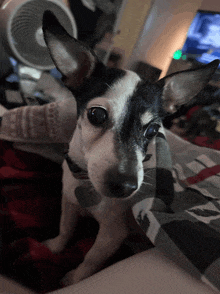 a black and white dog laying on a bed with a fan in the background