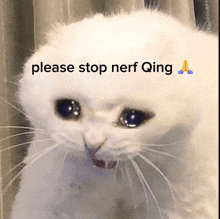 a white cat with the words please stop nerf qing written above it