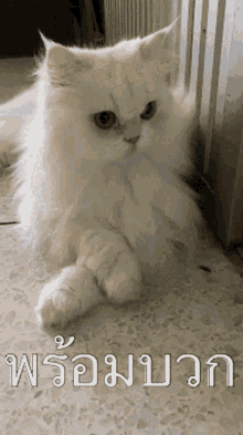 a fluffy white cat is laying on a tiled floor in front of a sign that says ' พร้อม '