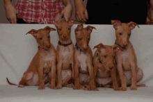 a group of puppies sitting on a white couch