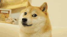 a doge is sitting on a couch and looking at the camera with a surprised look on its face .