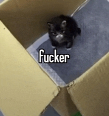 a kitten is sitting in a cardboard box with the word fucker written above it