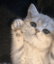 a close up of a cat 's face and paw