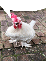 a white rooster with a red comb is standing on a brick sidewalk